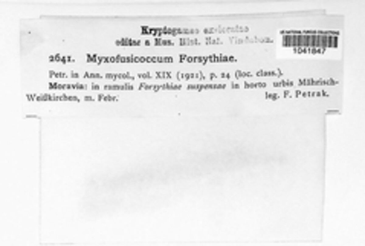 Myxofusicoccum forsythiae image